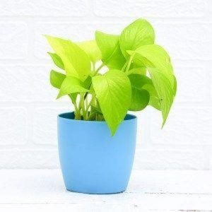 Money Plant Golden, Scindapsus Golden – Plant – Wild Roots