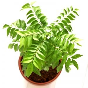 buy curry plant online from www.wildroots.in