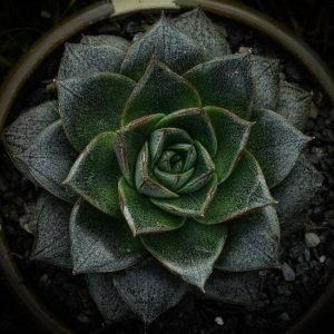 buy Echeveria purpusorum online from www.wildroots.in