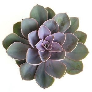 buy echeveria perle online from www.wildroots.in