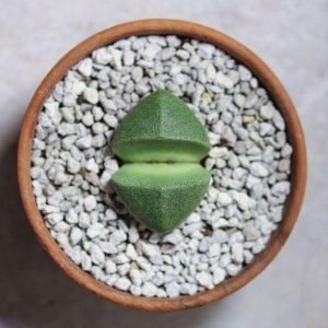 buy Pleiospilos Nelii Lithops online from www.wildroots.in