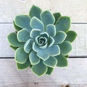 buy echeveria elegans online from www.wildroots.in