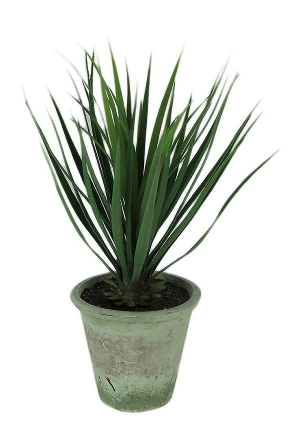 Buy yucca plant online from www.wildroots.in