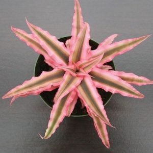 buy Cryptanthus fosterionus plant online from www.wildroots.in