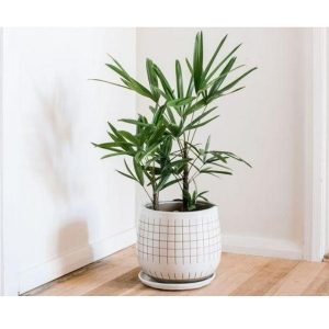 buy lady palm (small) online from www.wildroots.in