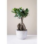 buy ficus bonsai online from www.wildroots.in