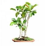 buy banyan tree bonsai online from www.wildroots.in