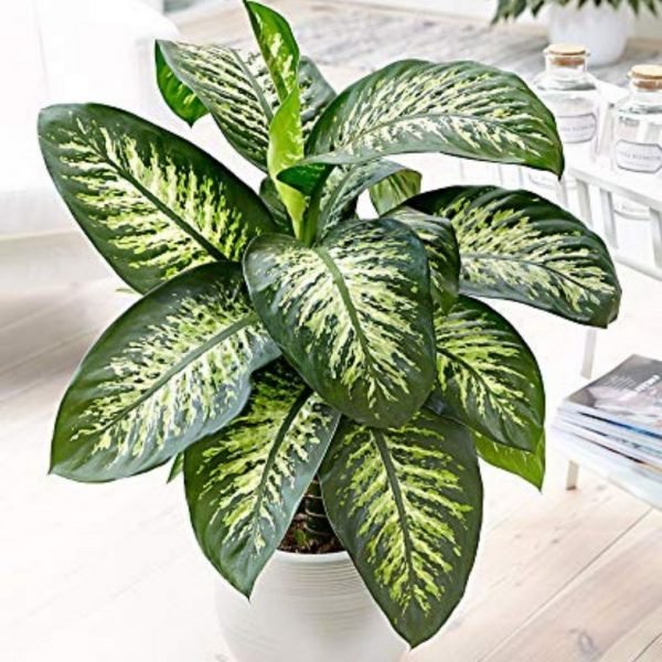 buy Dieffenbachia Amoena Plant online from www.wildroots.in