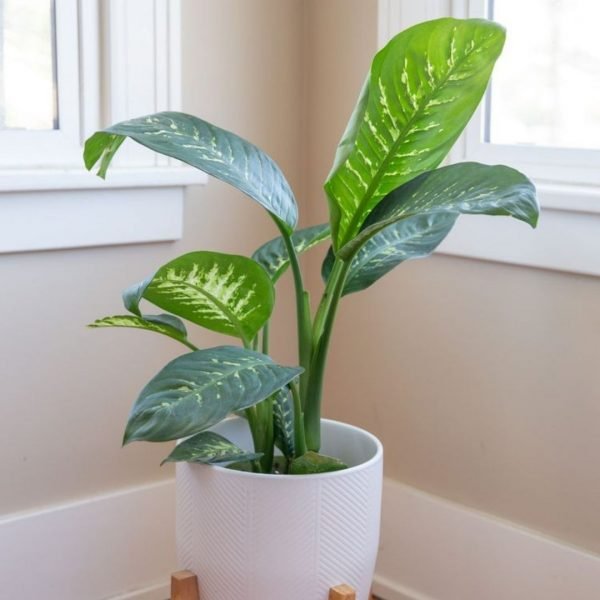 buy Dieffenbachia Amoena Plant online from www.wildroots.in