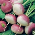 buy turnip plant seeds online from www.wildroots.in