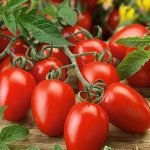 buy tomato plant seeds online from www.wildroots.in