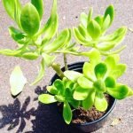 buy Sedum dendroideum plant online from www.wildroots.in