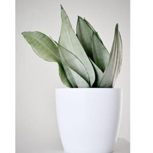 buy snake plant online from www.wildroots.in