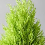 buy cypress golden plant online from www.wildroots.in