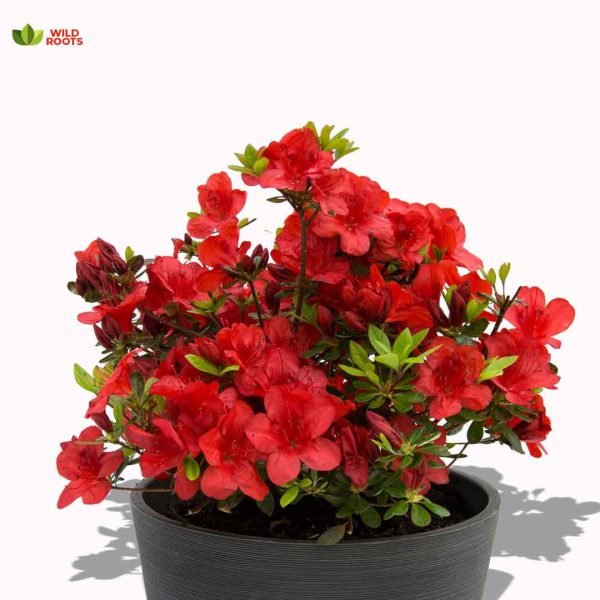 buy Azalea flower plant online from www.wildroots.in