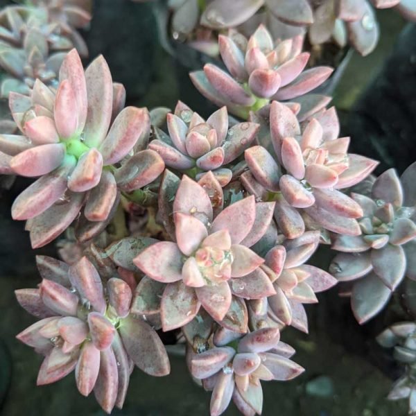 buy Graptosedum 'California Sunset' online from www.wildroots.in