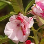 buy balsam single plant seeds online from www.wildroots.in