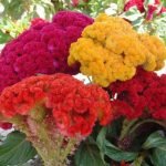 buy cockscomb plant seeds online from www.wildrrots.in