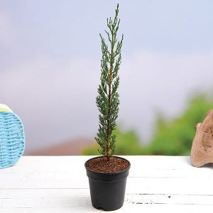 buy Pencil Pine plant online from www.wildroots.in