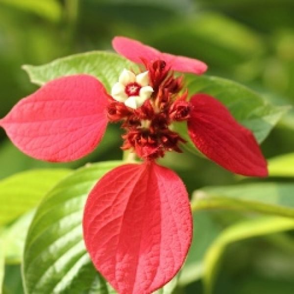 buy mussaenda plant online from www.wildroots.in