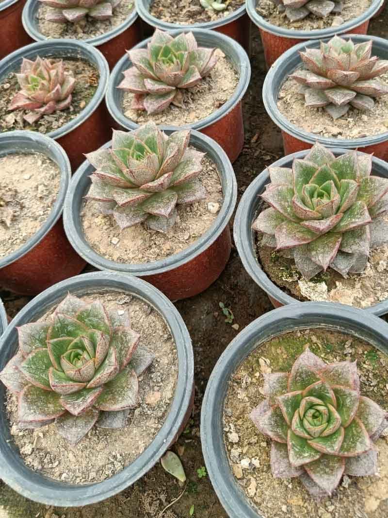 Echeveria Purpusorum Succulent Plants Wild Roots 1951