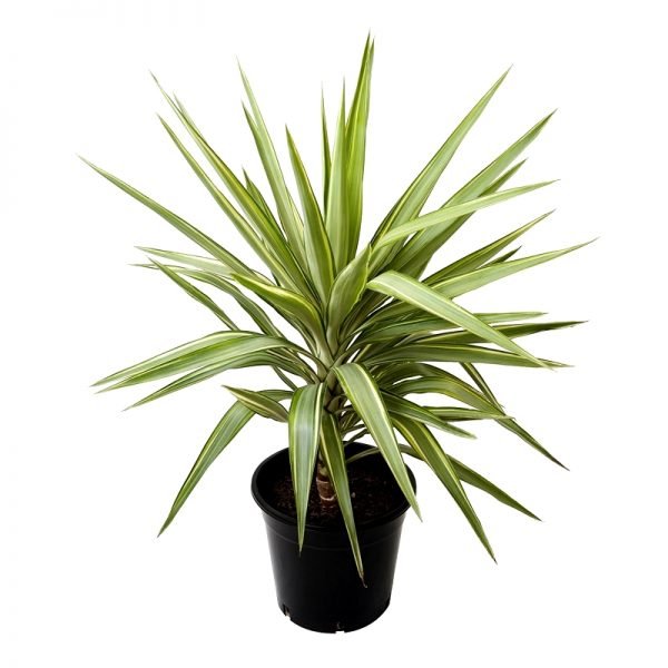 Buy yucca plant online from www.wildroots.in