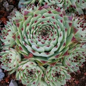 Buy Sempervivum tectorum greenii Plant online form www.wildroots.in