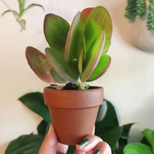 buy Kalanchoe flapjack plant online from www.wildroots.in