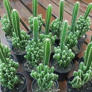 buy Triangle Cactus Plant online from www.wildroots.in