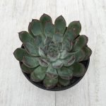 buy Echeveria pulidonis plant online from www.wildroots.in