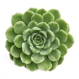 BUY Echeveria Lime and Chile Plant online from www.wildroots.com