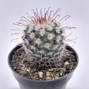 buy Mammillaria bombycina plant online from www.wildroots.in