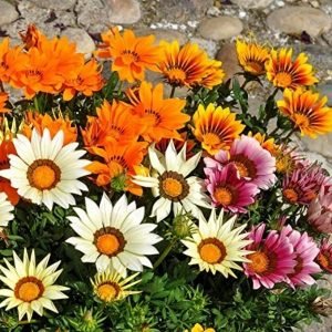 buy gazania plant online from www.wildroots.in