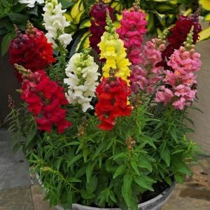 buy Antirrhinum majus plant online from www.wildroots.in