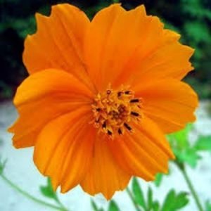 buy cosmos plant online from www.wildroots.in