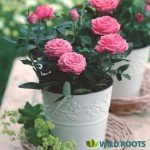 buy Miniature Pink Rose plant online from www.wildroots.in