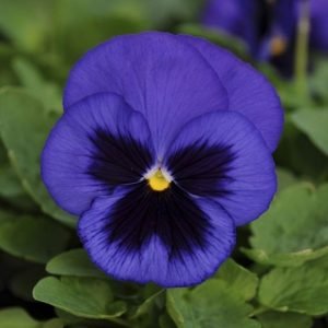 buy pansy plant online from www.wildroots.in