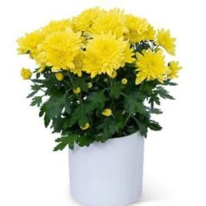 buy Chrysanthemum plant online from www.wildroots.in