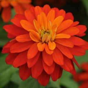 buy zinnia plant online from www.wildroots.in