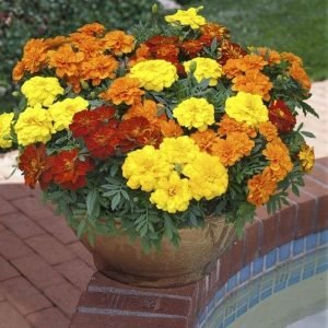 buy Marigold Plant online from www.wildroots.in