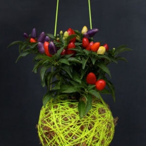 buy ornamental chilli plant online from www.wildroots.in