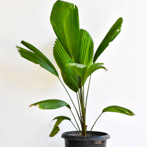 buy ruffled fan palm online from www.wildroots.in