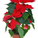 buy Poinsettia Plant online from www.wildroots.in