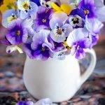 buy pansy plant online from www.wildroots.in