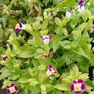 buy Wishbone Flower Plant online from www.wildroots.in