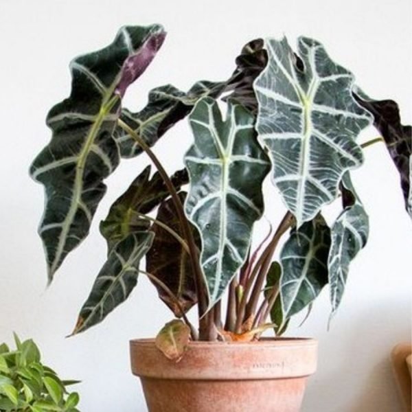 buy Alocasia sanderiana plant online from www.wildroots.in