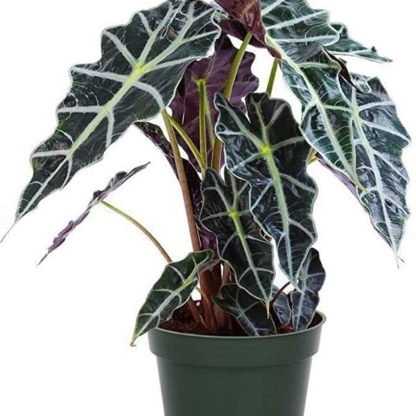 buy Alocasia sanderiana plant online from www.wildroots.in