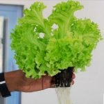 buy lettuce plant online from www.wildroots.in