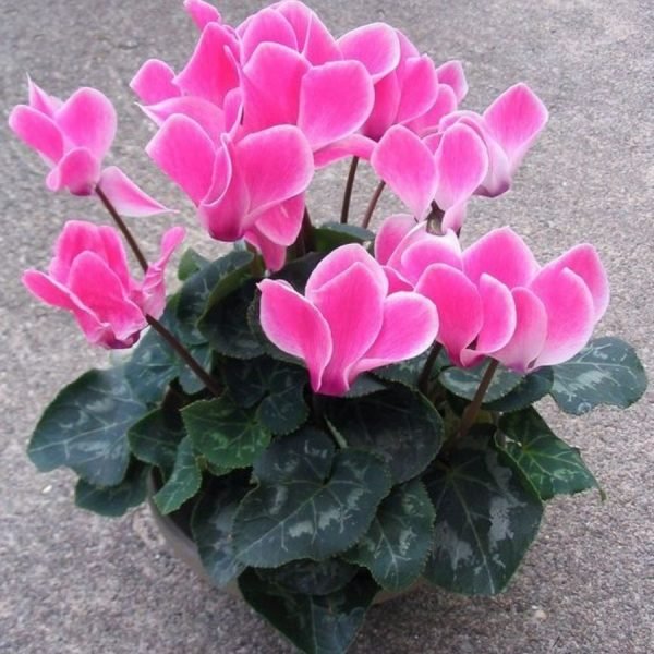 buy Cyclamen persicum plant online from www.wildroots.in