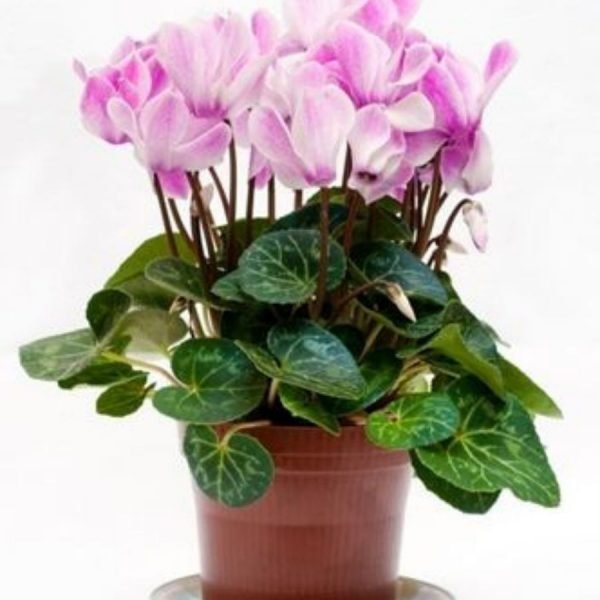 buy Cyclamen persicum plant online from www.wildroots.in